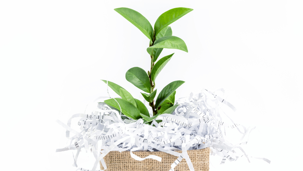 4 Amazing Uses for Shredded Paper in the Garden